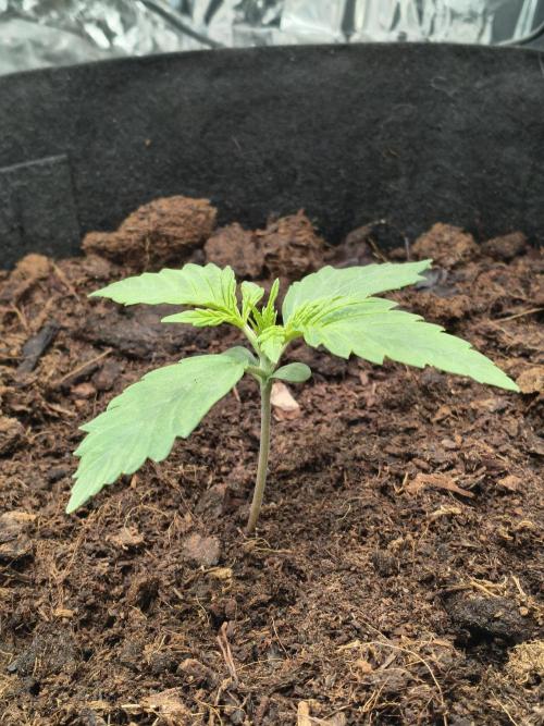 1st timer. BlackBerry auto for a start. Week 2 - Day 11