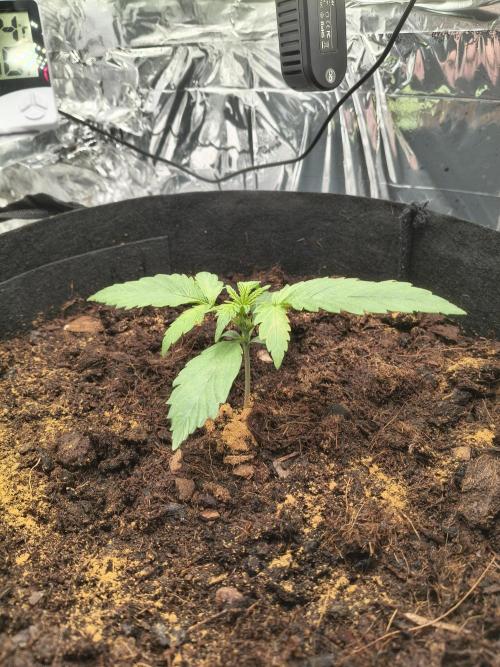 1st timer. BlackBerry auto for a start. Week 2