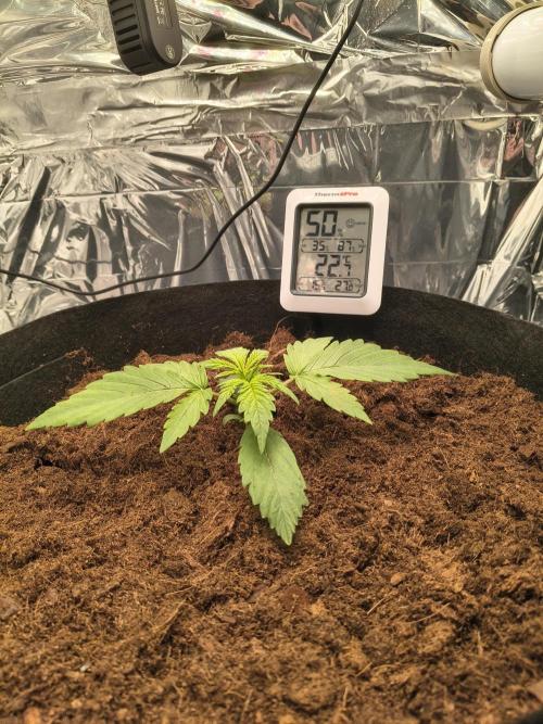1st timer. BlackBerry auto for a start. Week 2