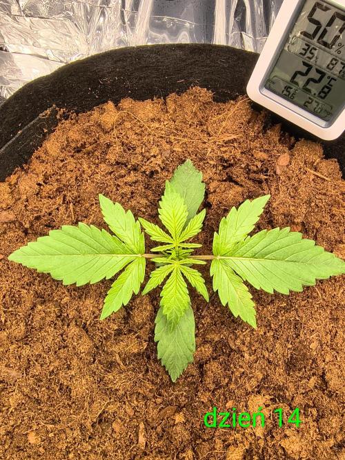 1st timer. BlackBerry auto for a start. Week 2