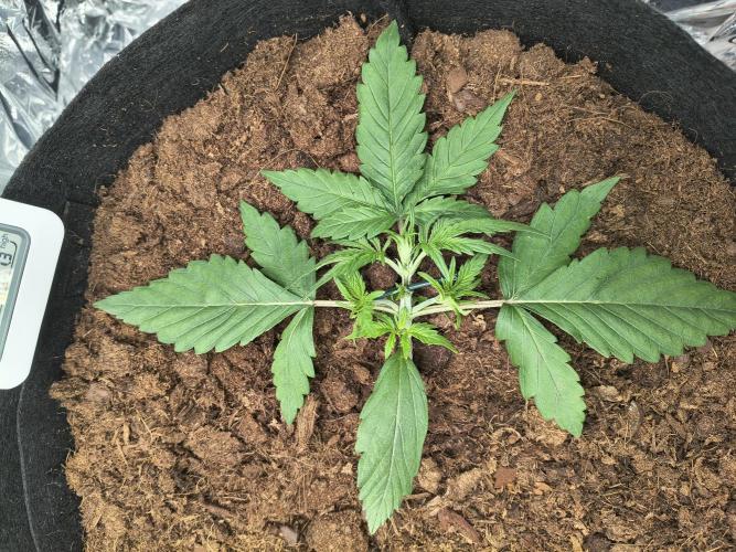 1st timer. BlackBerry auto for a start. Week 3