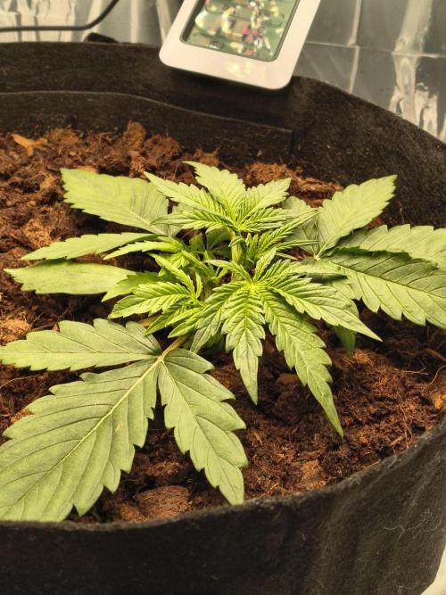 1st timer. BlackBerry auto for a start. Week 3