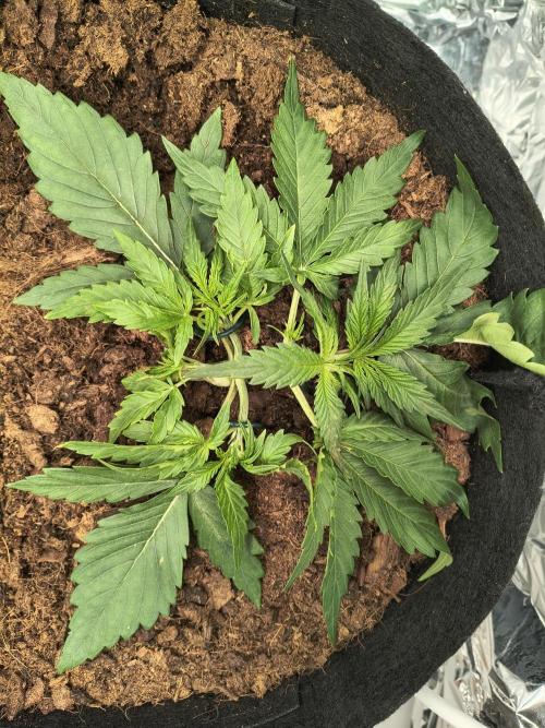 1st timer. BlackBerry auto for a start. Week 3