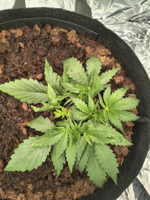 1st timer. BlackBerry auto for a start. Week 3