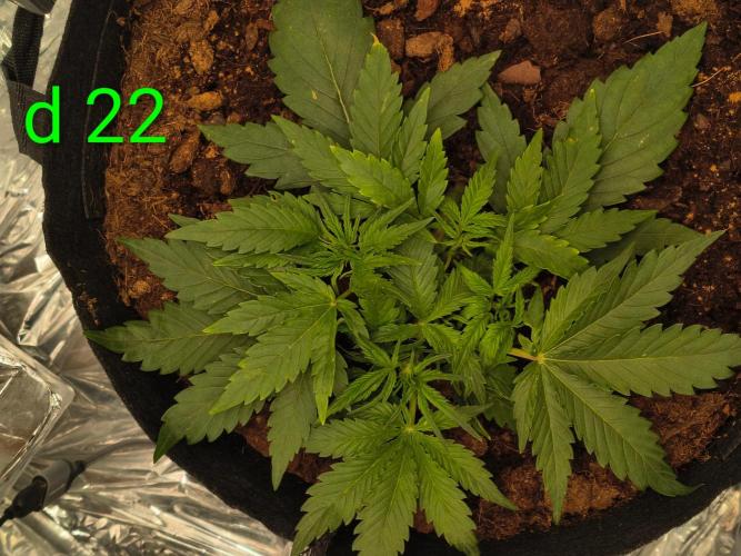 1st timer. BlackBerry auto for a start. Week 4