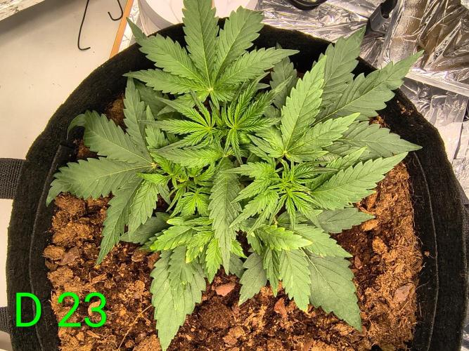1st timer. BlackBerry auto for a start. Week 4