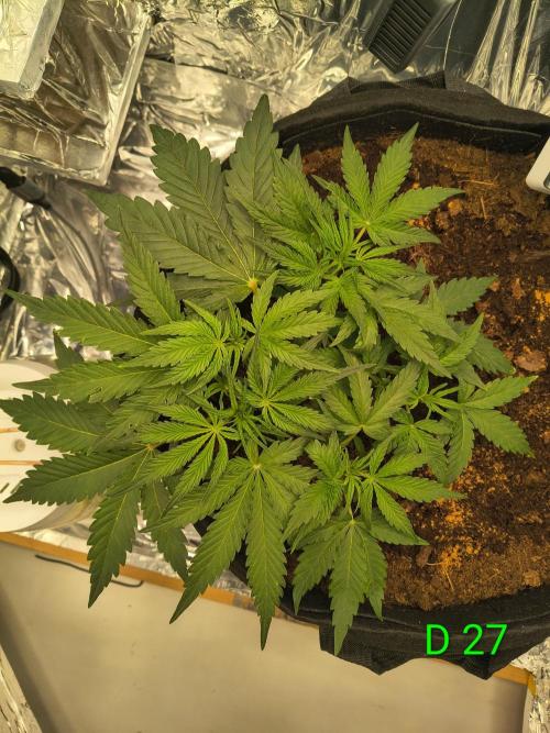 1st timer. BlackBerry auto for a start. Week 4
