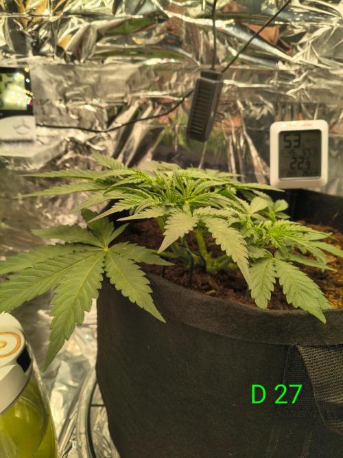 1st timer. BlackBerry auto for a start. Week 4