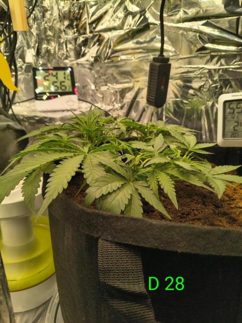 1st timer. BlackBerry auto for a start. Week 4