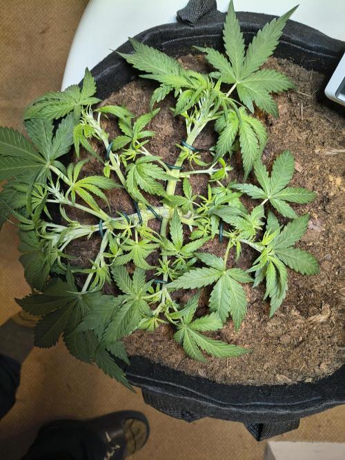 1st timer. BlackBerry auto for a start. Week 4