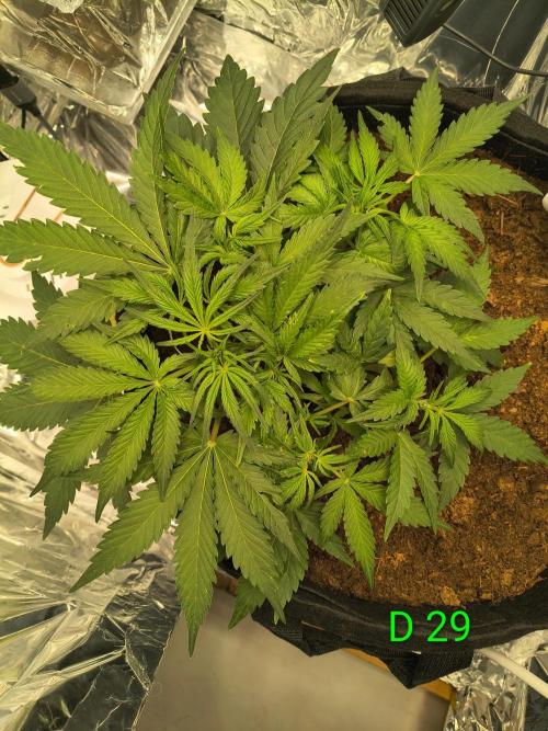 1st timer. BlackBerry auto for a start. Week 5