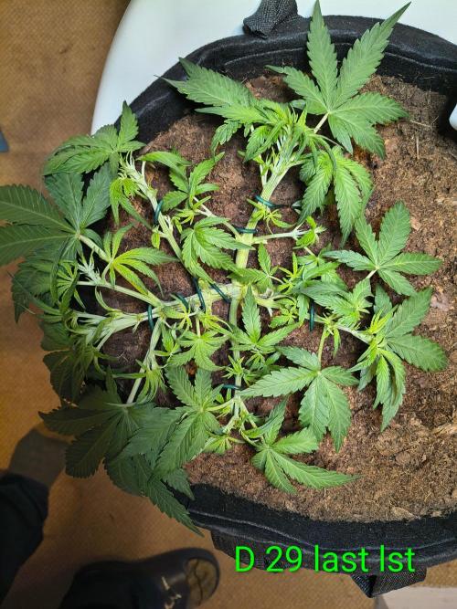 1st timer. BlackBerry auto for a start. Week 5 - Day 29 last bit of bending and some defoliation 