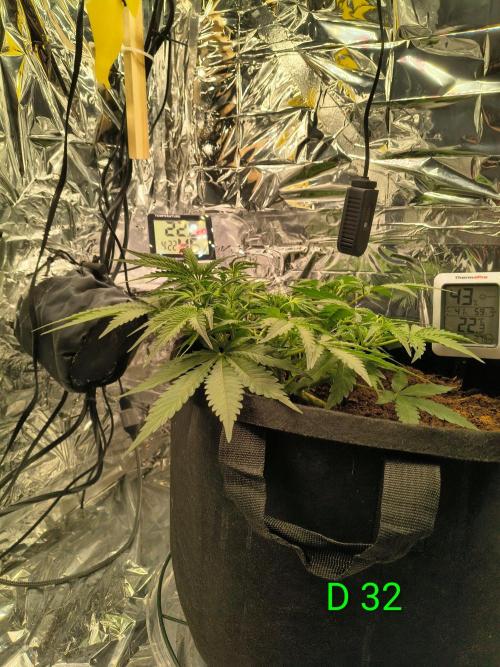 1st timer. BlackBerry auto for a start. Week 5