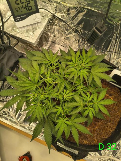 1st timer. BlackBerry auto for a start. Week 5