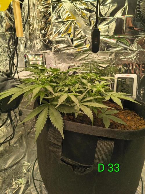 1st timer. BlackBerry auto for a start. Week 5