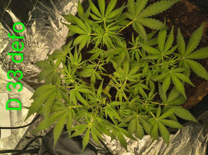 1st timer. BlackBerry auto for a start. Week 5