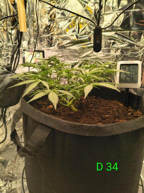 1st timer. BlackBerry auto for a start. Week 5
