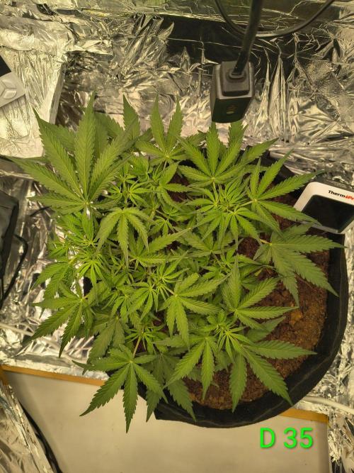 1st timer. BlackBerry auto for a start. Week 5