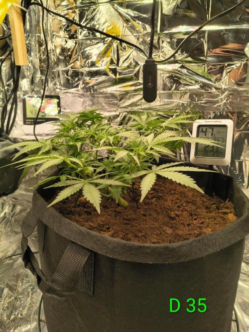 1st timer. BlackBerry auto for a start. Week 5