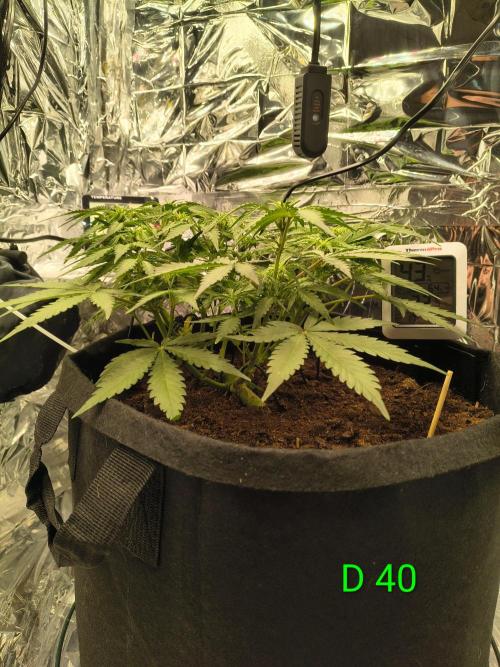 1st timer. BlackBerry auto for a start. Week 6