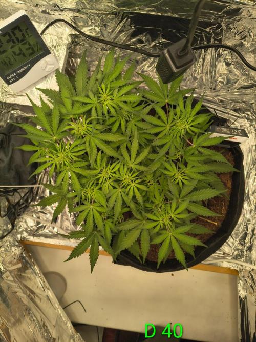 1st timer. BlackBerry auto for a start. Week 6