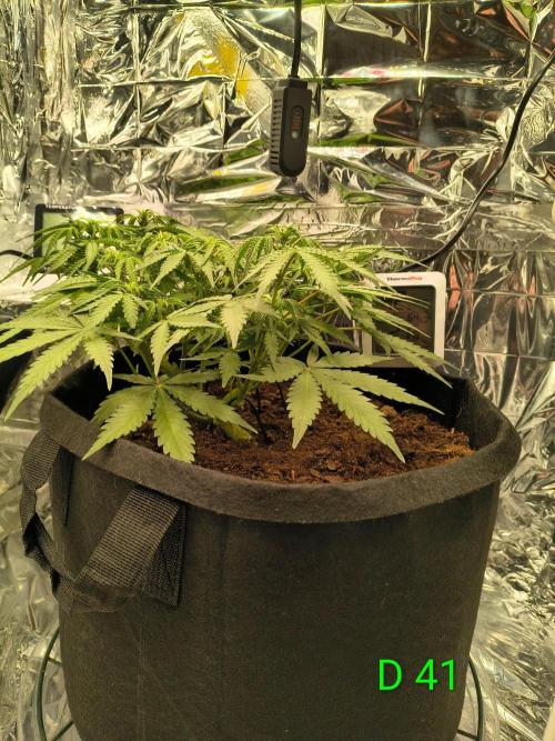 1st timer. BlackBerry auto for a start. Week 6