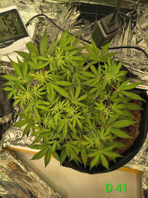 1st timer. BlackBerry auto for a start. Week 6