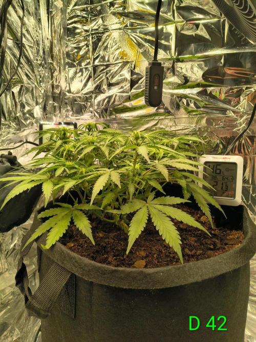 1st timer. BlackBerry auto for a start. Week 6