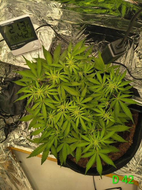 1st timer. BlackBerry auto for a start. Week 6
