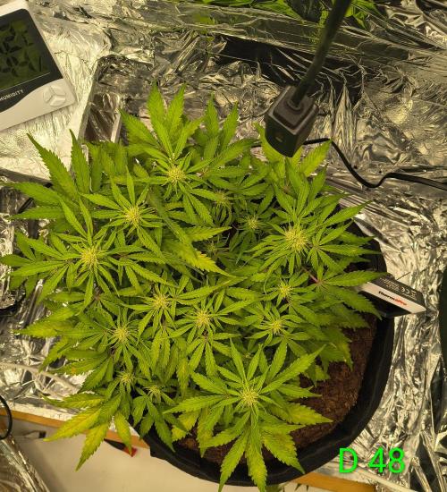 1st timer. BlackBerry auto for a start. Week 7