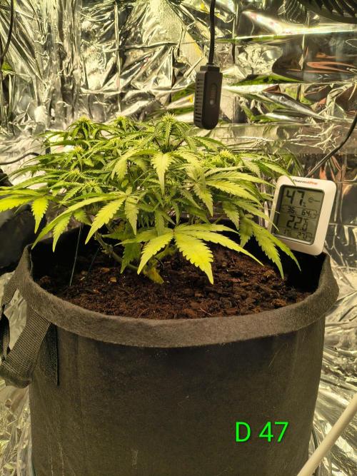 1st timer. BlackBerry auto for a start. Week 7