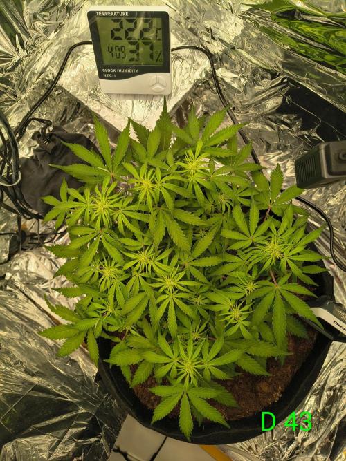 1st timer. BlackBerry auto for a start. Week 7