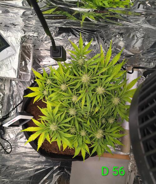 1st timer. BlackBerry auto for a start. Week 8