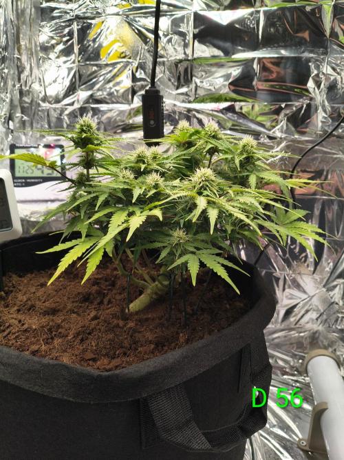 1st timer. BlackBerry auto for a start. Week 8