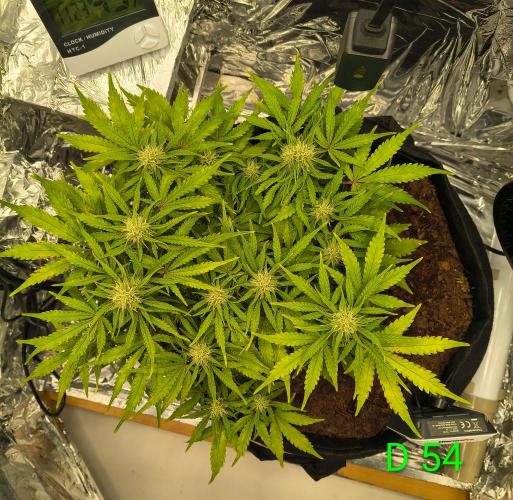 1st timer. BlackBerry auto for a start. Week 8