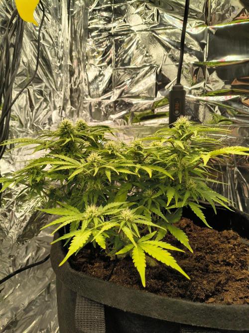 1st timer. BlackBerry auto for a start. Week 8