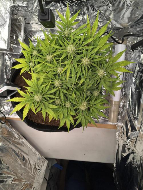 1st timer. BlackBerry auto for a start. Week 9