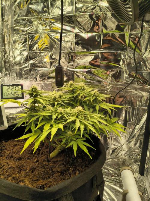 1st timer. BlackBerry auto for a start. Week 9