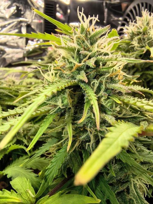 1st timer. BlackBerry auto for a start. Week 10