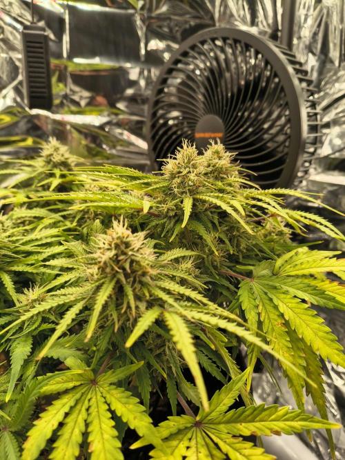 1st timer. BlackBerry auto for a start. Week 10