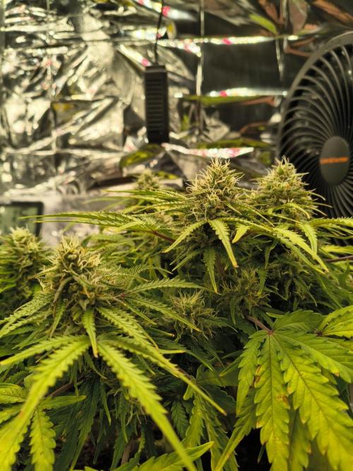 1st timer. BlackBerry auto for a start. Week 10