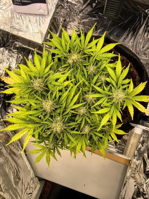 1st timer. BlackBerry auto for a start. Week 10