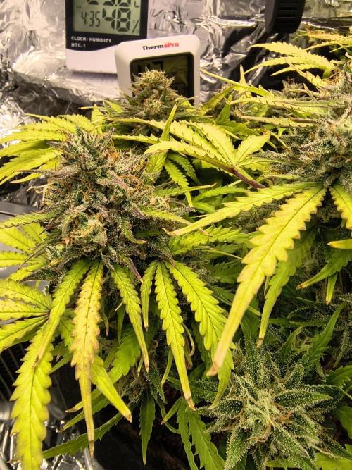 1st timer. BlackBerry auto for a start. Week 11