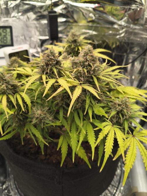 1st timer. BlackBerry auto for a start. Week 11