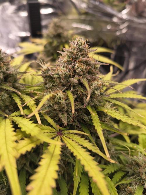 1st timer. BlackBerry auto for a start. Week 11