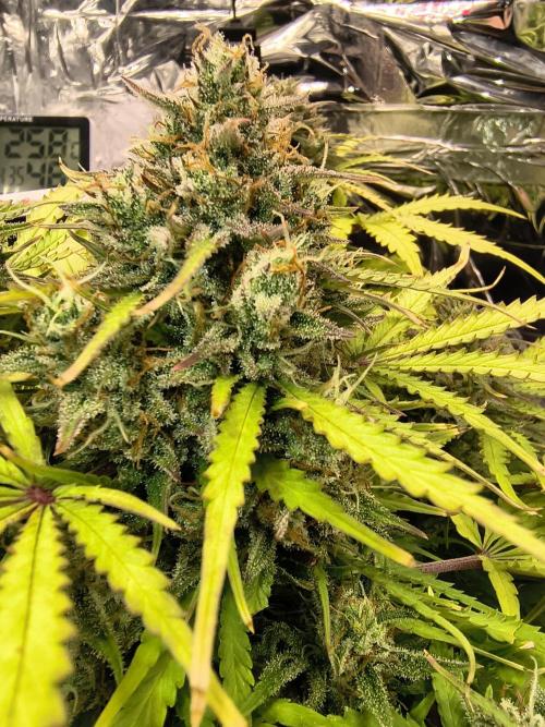 Blackberry Auto. Week 11