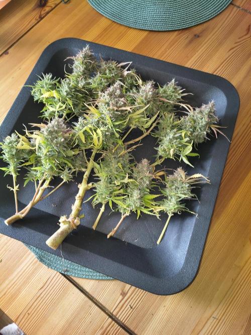 1st timer. BlackBerry auto for a start. Week 12