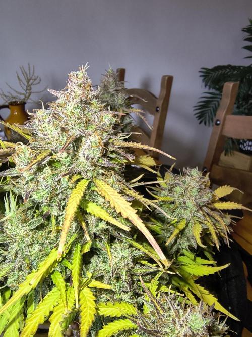 1st timer. BlackBerry auto for a start. Week 12