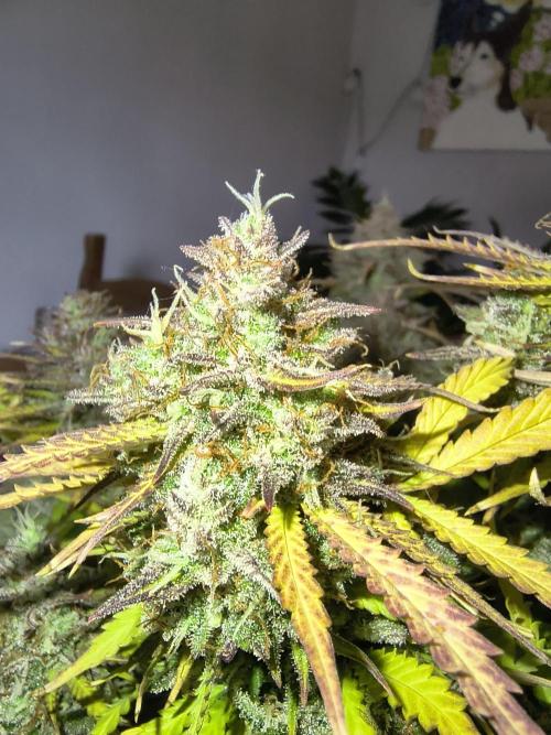 1st timer. BlackBerry auto for a start. Week 12