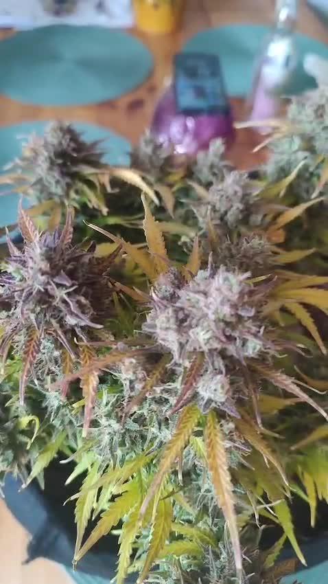 1st timer. BlackBerry auto for a start